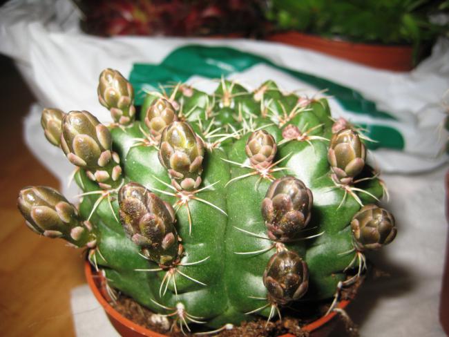 Name:  Gymnocalycium_baldianum.jpg
Views: 2222
Size:  50.3 KB