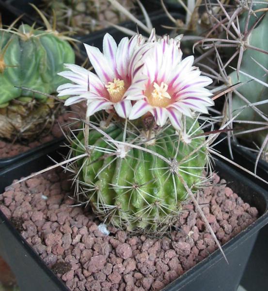 Name:  stenocactus1.jpg
Views: 1229
Size:  67.3 KB