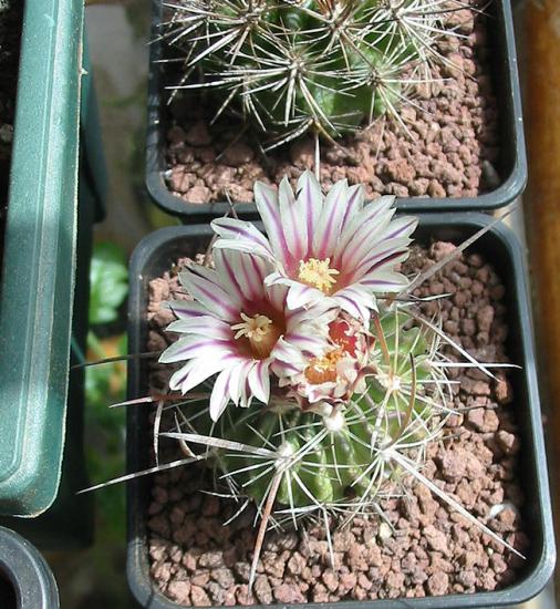 Name:  stenocactus2.jpg
Views: 1275
Size:  70.2 KB