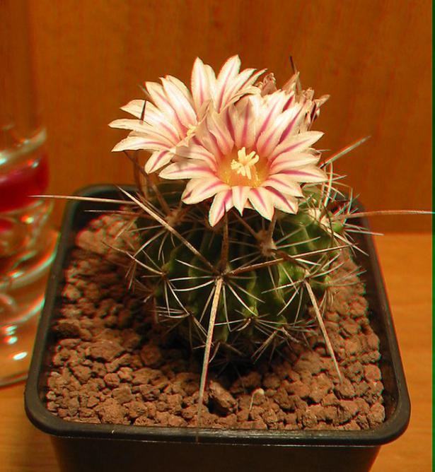 Name:  stenocactus 3D.jpg
Views: 1278
Size:  64.4 KB