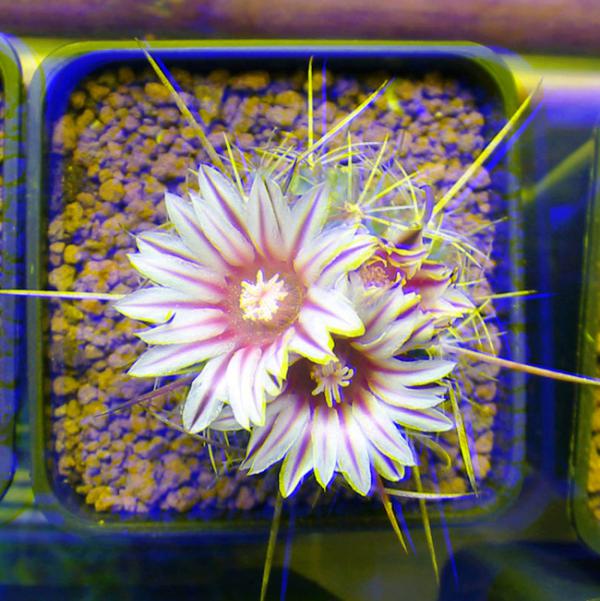 Name:  stenocactus REAL 3D.jpg
Views: 1204
Size:  63.7 KB