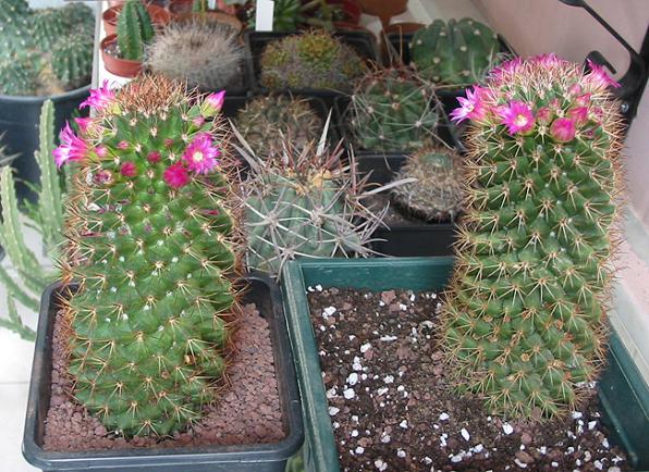 Name:  Mammillaria Backebergiana ssp Ernestii twins1.jpg
Views: 2131
Size:  73.7 KB
