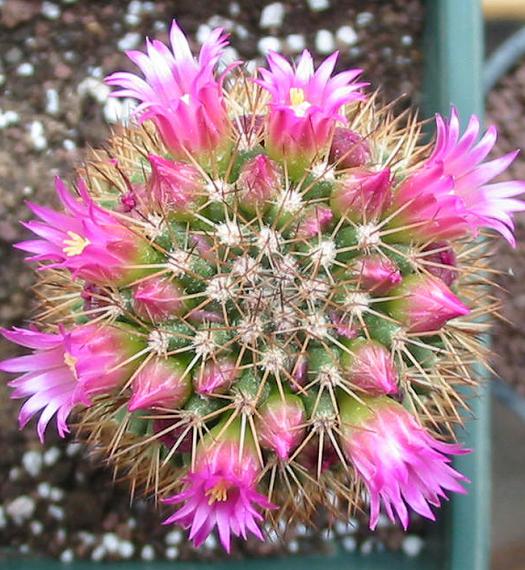 Name:  Mammillaria Backebergiana ssp Ernestii flower.jpg
Views: 1856
Size:  69.1 KB