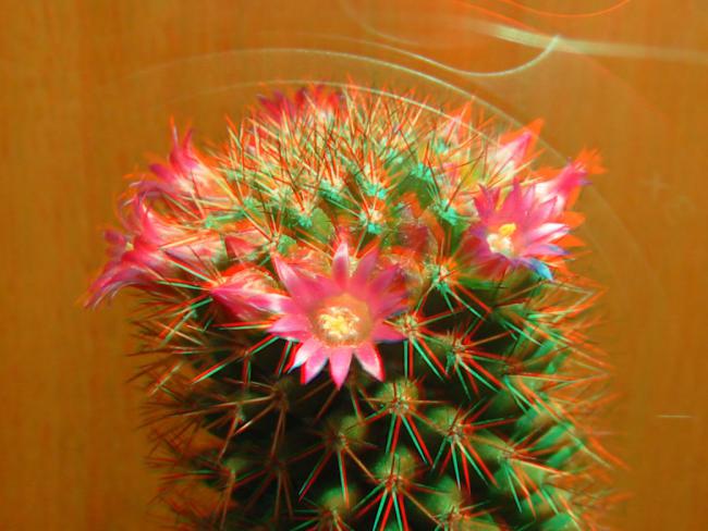 Name:  Mammillaria Backebergiana ssp Ernestii 3D.jpg
Views: 1559
Size:  45.2 KB
