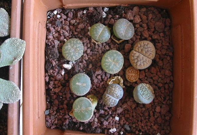 Name:  lithops 1.jpg
Views: 1057
Size:  55.7 KB