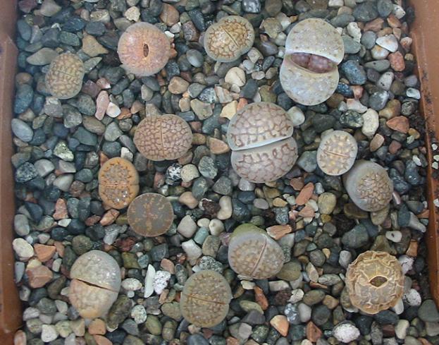 Name:  lithops2.jpg
Views: 1057
Size:  71.3 KB