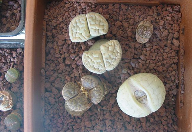 Name:  lithops4.jpg
Views: 1068
Size:  54.6 KB