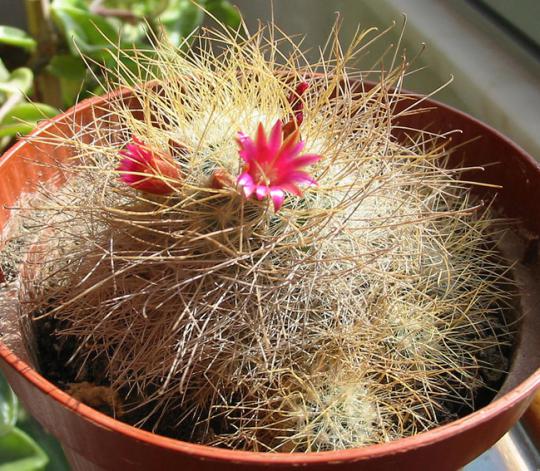 Name:  Mammillaria rekoi ssp leptacantha 1.jpg
Views: 1233
Size:  72.1 KB
