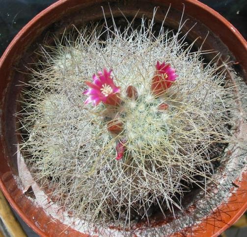 Name:  Mammillaria rekoi ssp leptacantha 2.jpg
Views: 1080
Size:  71.3 KB