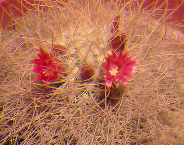 Name:  M Leptacantha Real 3D.jpg
Views: 1045
Size:  72.4 KB