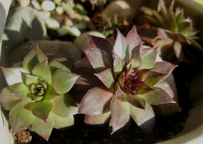 Name:  21 nisan 11 sempervivum eski2.jpg
Views: 1830
Size:  40.2 KB