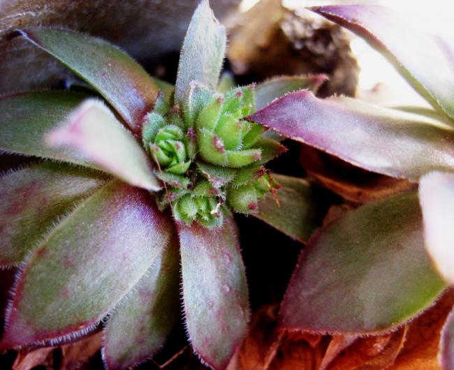 Name:  21 nisan 11 sempervivum eski.jpg
Views: 1868
Size:  54.4 KB