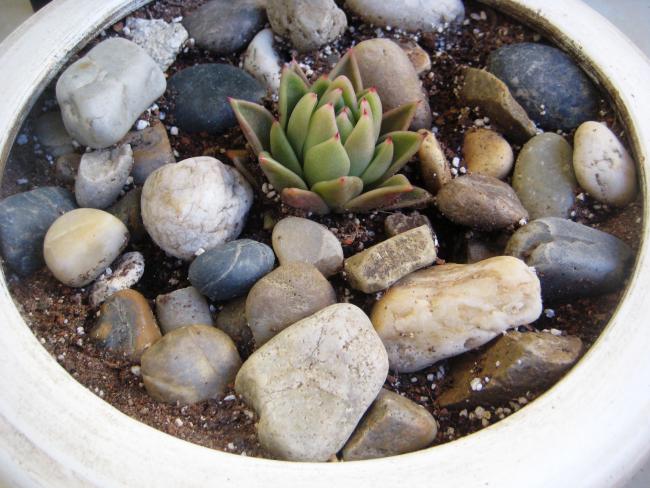 Name:  21 nisan 11 Echeveria agavoides.jpg
Views: 1990
Size:  57.1 KB