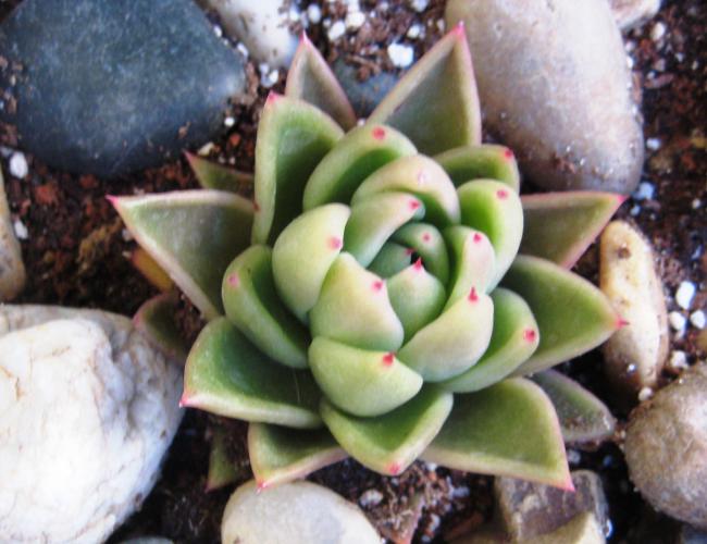 Name:  21 nisan 11 159 Echeveria agavoides.jpg
Views: 1919
Size:  46.8 KB