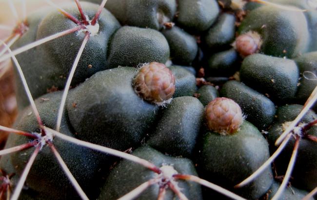 Name: 21 nisan 11 Gymnocalycium tomurcuk2.jpg
Views: 1873
Size: 46.4 KB