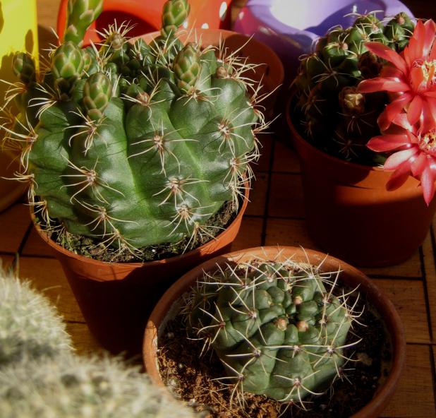 Name: 21 nisan 11 Gymnocalycium kıyas.jpg
Views: 1957
Size: 71.3 KB