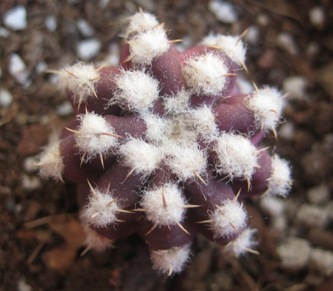 Name:  21 nisan 11 Echinopsis_subdenudata_morado_1.jpg
Views: 2018
Size:  50.5 KB