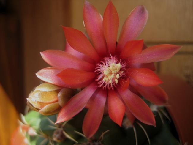 Name:  21 nisan 11 140 Gymnocalycium baldianum tek iek.jpg
Views: 2264
Size:  26.5 KB