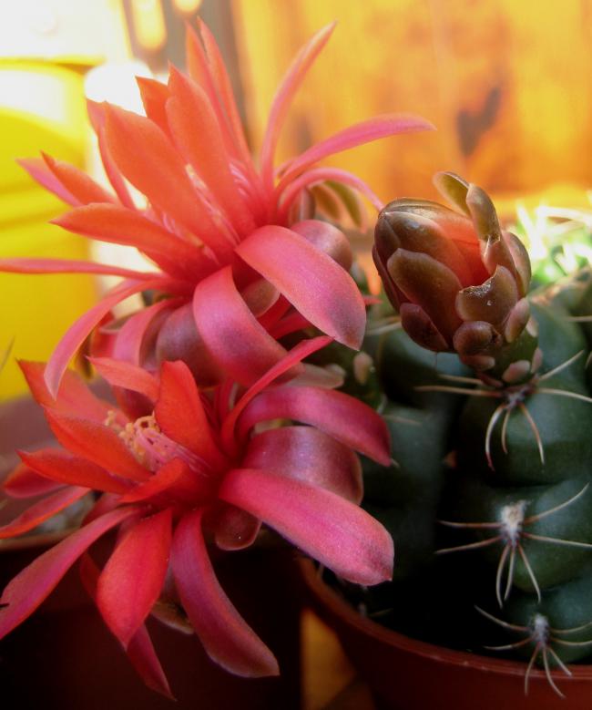 Name:  21 nisan 11 138Gymnocalycium baldianum tomurcuk2.jpg
Views: 2095
Size:  50.1 KB
