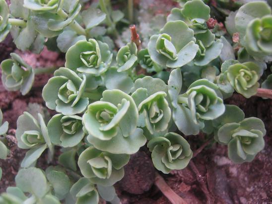 Name:  sedum sieboldii.JPG
Views: 2298
Size:  54.8 KB