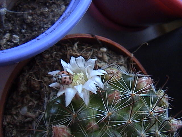 Name:  DSC00052.JPG
Views: 741
Size:  60.7 KB