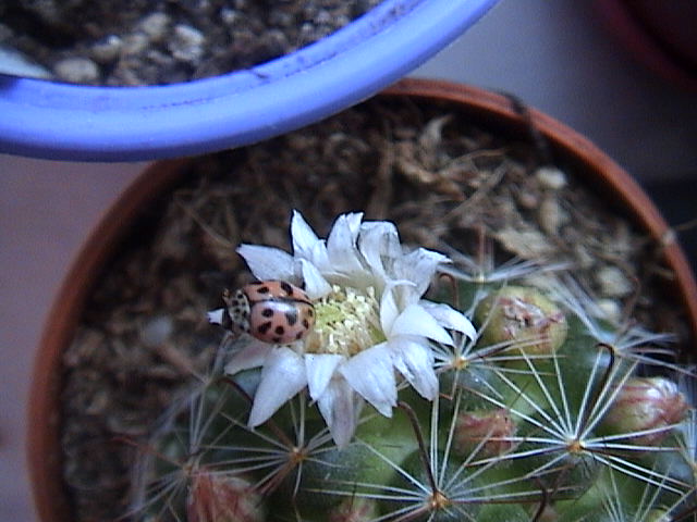 Name:  DSC00054.JPG
Views: 786
Size:  61.5 KB