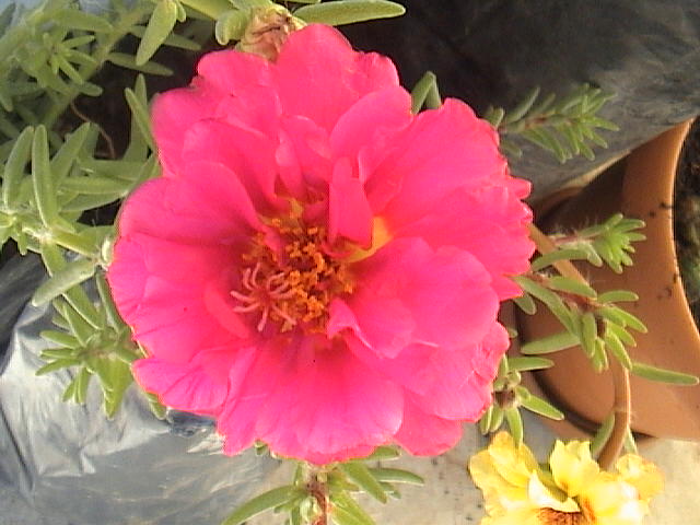 Name:  DSC00056.JPG
Views: 796
Size:  58.4 KB
