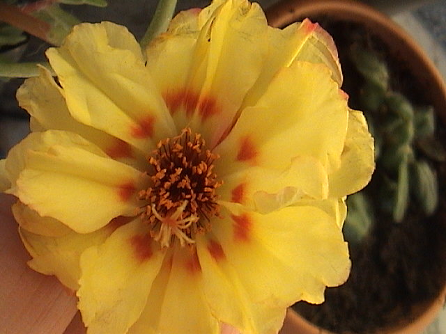 Name:  DSC00057.JPG
Views: 773
Size:  63.3 KB