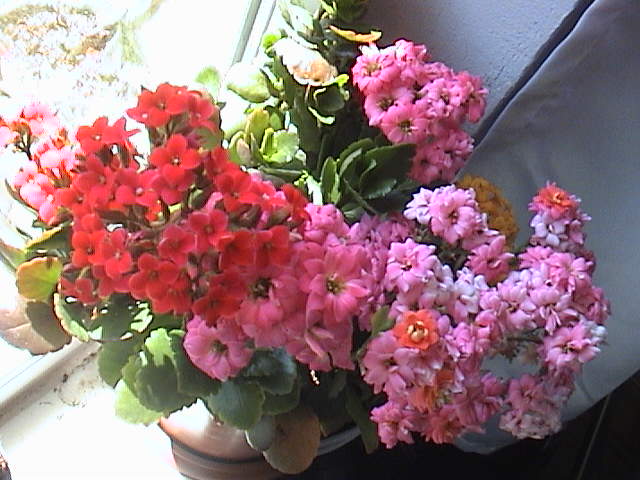 Name:  DSC00052.JPG
Views: 772
Size:  61.9 KB