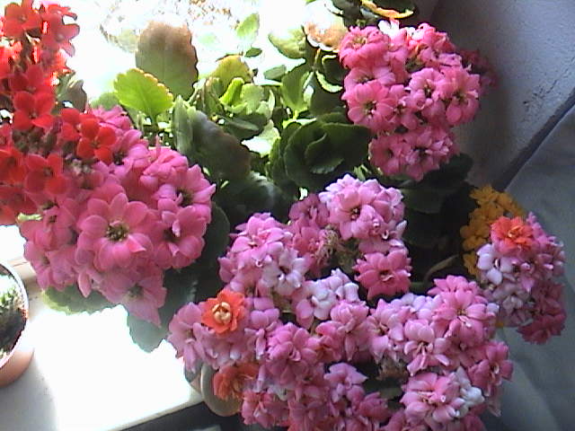 Name:  DSC00053.JPG
Views: 826
Size:  61.5 KB