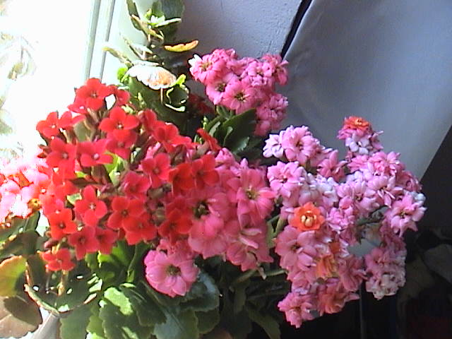 Name:  DSC00054.JPG
Views: 848
Size:  62.4 KB
