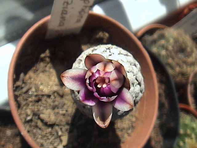 Name:  DSC00053.JPG
Views: 706
Size:  58.5 KB