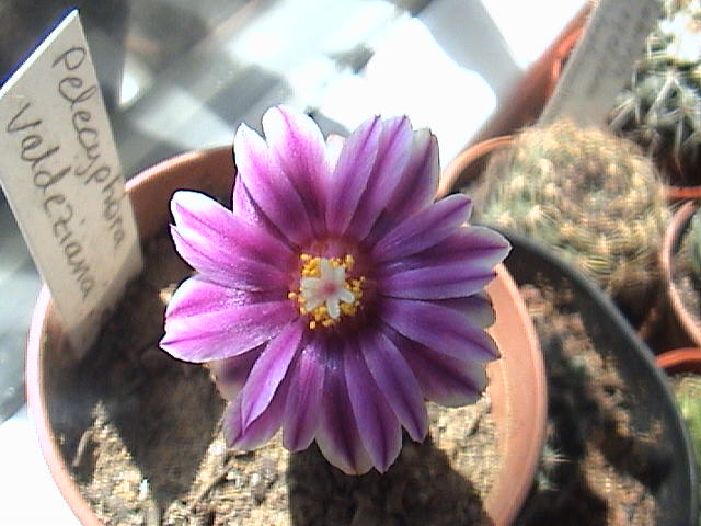 Name:  DSC00054.JPG
Views: 1628
Size:  60.5 KB