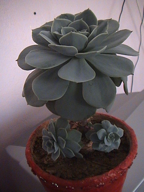 Name:  DSC00066.JPG
Views: 720
Size:  59.8 KB