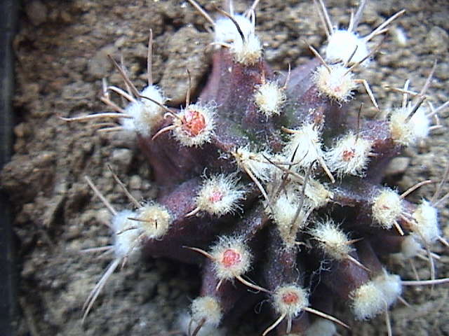 Name:  DSC00063.JPG
Views: 722
Size:  60.0 KB