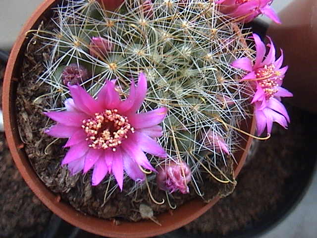Name:  DSC00059.JPG
Views: 723
Size:  60.1 KB