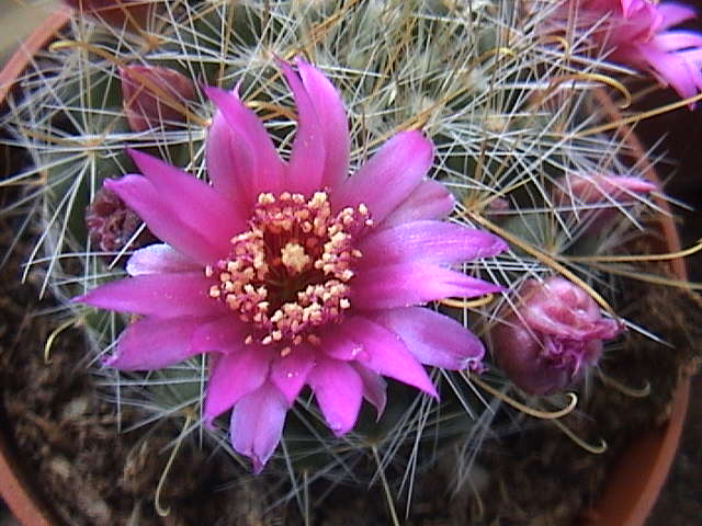 Name:  DSC00060.JPG
Views: 682
Size:  61.5 KB