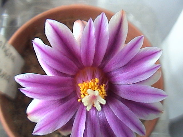 Name:  DSC00057.JPG
Views: 678
Size:  60.7 KB