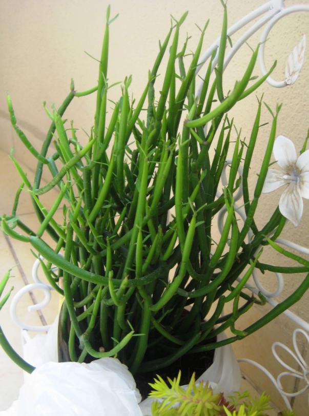Name:  Euphorbia tirucalli.jpg
Views: 2453
Size:  72.6 KB