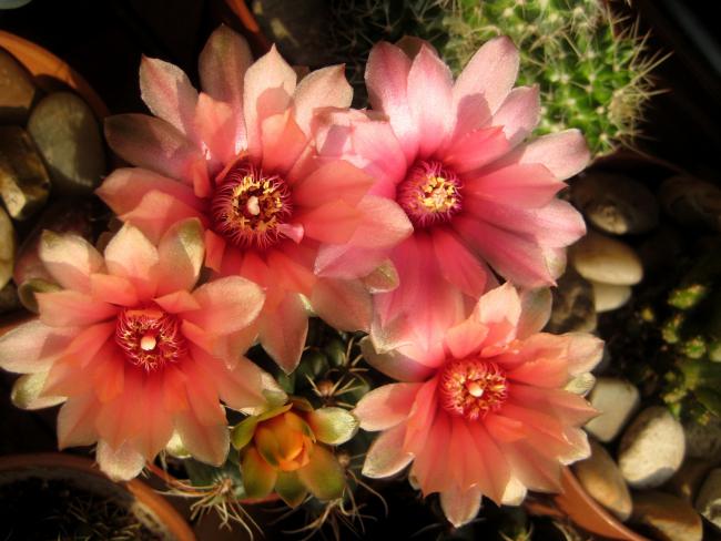 Name:  30 nisan 11 037.jpg
Views: 1455
Size:  48.5 KB