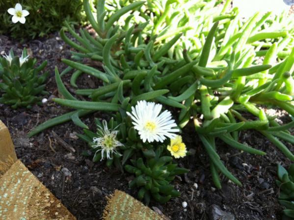Name:  IMG_0908.jpg
Views: 1311
Size:  55.9 KB