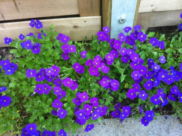 Name:  IMG_0950.jpg
Views: 1312
Size:  58.7 KB