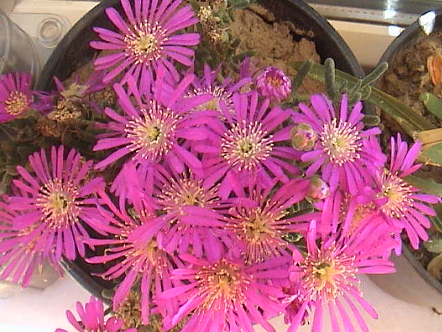 Name:  DSC00094.JPG
Views: 761
Size:  61.7 KB