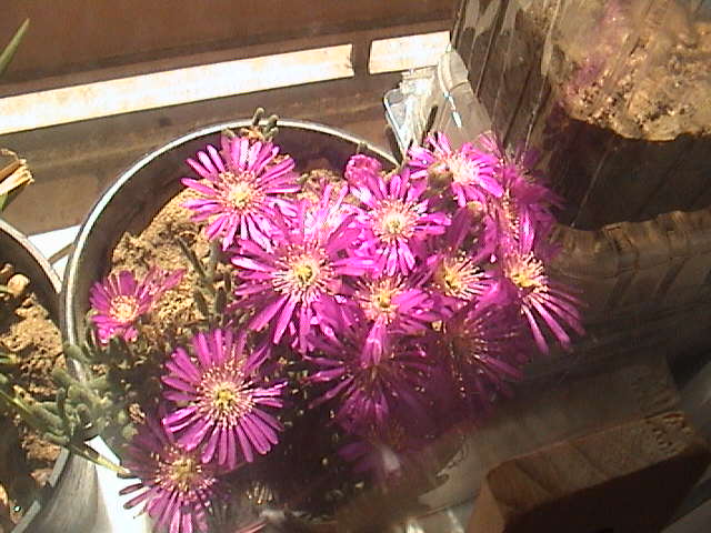 Name:  DSC00093.JPG
Views: 770
Size:  60.9 KB