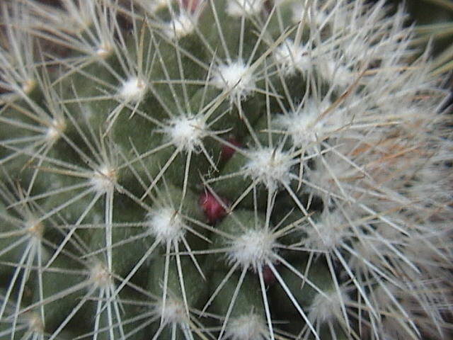 Name:  DSC00092.JPG
Views: 759
Size:  61.0 KB