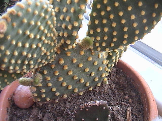 Name:  DSC00088.JPG
Views: 801
Size:  60.3 KB