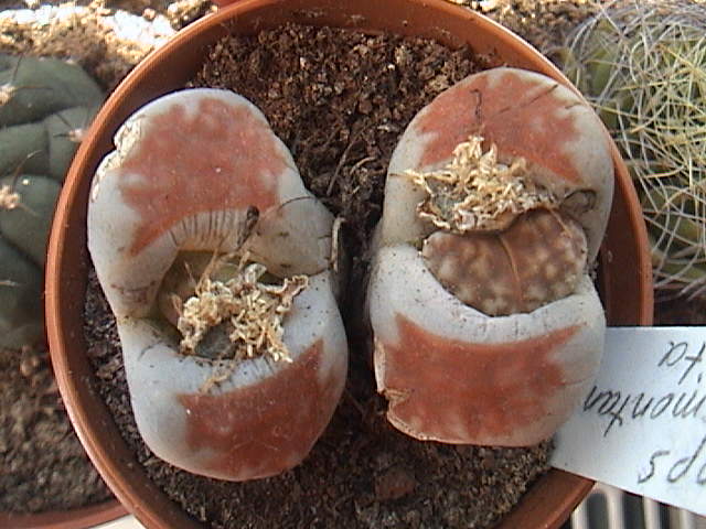 Name:  DSC00073.JPG
Views: 719
Size:  61.1 KB