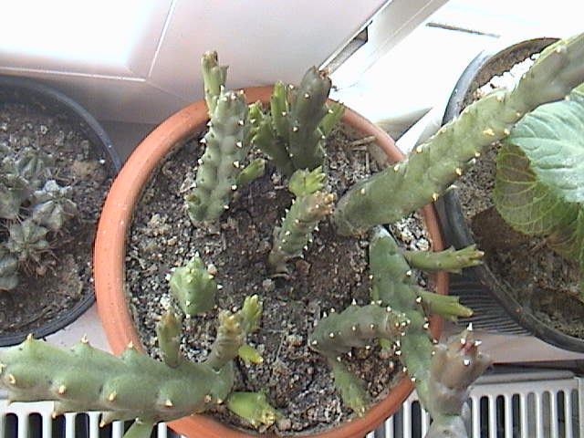 Name:  DSC00080.JPG
Views: 721
Size:  61.2 KB