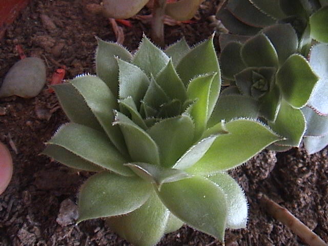 Name:  DSC00085.JPG
Views: 756
Size:  58.8 KB
