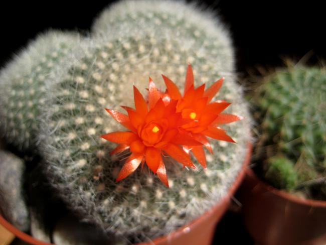 Name:  7 mayis Parodia chrysacanthion.jpg
Views: 1747
Size:  36.5 KB